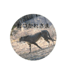 アニマル写真リアクション（個別スタンプ：3）