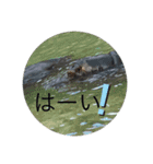 アニマル写真リアクション（個別スタンプ：15）