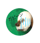 アニマル写真リアクション（個別スタンプ：16）