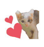 marishimachan（個別スタンプ：3）