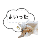 三毛猫ちっちーのメッセージスタンプ（個別スタンプ：1）