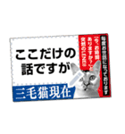 三毛猫ちっちーのメッセージスタンプ（個別スタンプ：13）