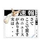 三毛猫ちっちーのメッセージスタンプ（個別スタンプ：14）