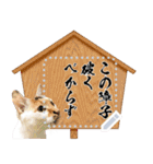 三毛猫ちっちーのメッセージスタンプ（個別スタンプ：20）