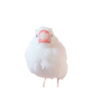 ぶんたがぶっちぎり優勝（個別スタンプ：1）