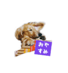 毎日カニンヘンダックス（個別スタンプ：6）