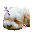 愛犬のマル（個別スタンプ：1）