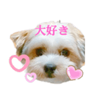 愛犬のマル（個別スタンプ：2）