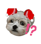 愛犬のマル（個別スタンプ：3）