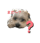 愛犬のマル（個別スタンプ：5）