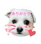 愛犬のマル（個別スタンプ：6）