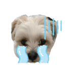 愛犬のマル（個別スタンプ：7）