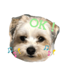 愛犬のマル（個別スタンプ：8）