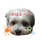 愛犬のマル（個別スタンプ：9）