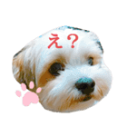 愛犬のマル（個別スタンプ：10）