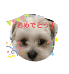 愛犬のマル（個別スタンプ：11）