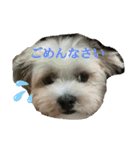 愛犬のマル（個別スタンプ：12）