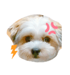 愛犬のマル（個別スタンプ：13）