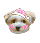 愛犬のマル（個別スタンプ：14）