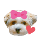 愛犬のマル（個別スタンプ：15）