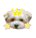 愛犬のマル（個別スタンプ：16）