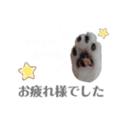 肉球＊猫の手スタンプ（個別スタンプ：4）