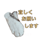 肉球＊猫の手スタンプ（個別スタンプ：5）