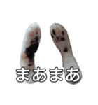 肉球＊猫の手スタンプ（個別スタンプ：8）