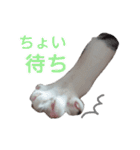 肉球＊猫の手スタンプ（個別スタンプ：9）