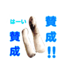 肉球＊猫の手スタンプ（個別スタンプ：10）