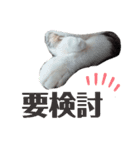 肉球＊猫の手スタンプ（個別スタンプ：14）