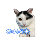 たまおさんライバー用①（個別スタンプ：1）