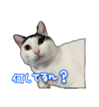 たまおさんライバー用①（個別スタンプ：2）