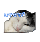 たまおさんライバー用①（個別スタンプ：5）