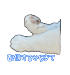 たまおさんライバー用①（個別スタンプ：6）
