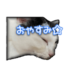 たまおさんライバー用①（個別スタンプ：8）