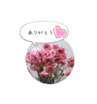 sumomo’s room（個別スタンプ：27）