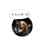 sumomo’s room（個別スタンプ：36）