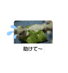 チンチラシルバーの空2（個別スタンプ：1）