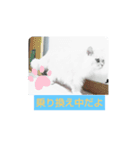チンチラシルバーの空2（個別スタンプ：2）