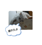 チンチラシルバーの空2（個別スタンプ：4）