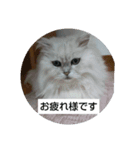 チンチラシルバーの空2（個別スタンプ：6）