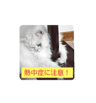 チンチラシルバーの空2（個別スタンプ：7）