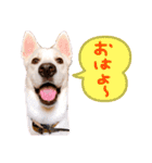 いつでも使える！雑種のゆきちゃんとルカ☆（個別スタンプ：1）