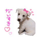 いつでも使える！雑種のゆきちゃんとルカ☆（個別スタンプ：4）