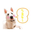 いつでも使える！雑種のゆきちゃんとルカ☆（個別スタンプ：7）