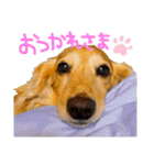 いつでも使える！雑種のゆきちゃんとルカ☆（個別スタンプ：14）