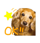 いつでも使える！雑種のゆきちゃんとルカ☆（個別スタンプ：16）