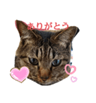 保護猫タラちゃん（個別スタンプ：1）