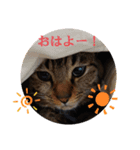 保護猫タラちゃん（個別スタンプ：2）